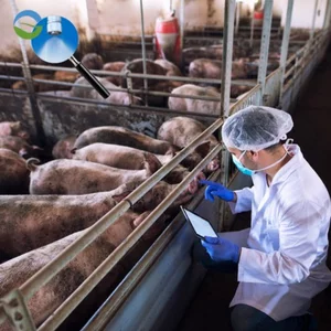 Misting-system-for-pig-farms Pig farms Misting System