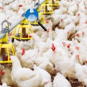 Poultry-misting-System poultry misting systems